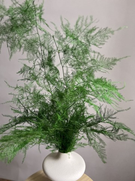 Аспарагус стабилизированный перистый зеленый