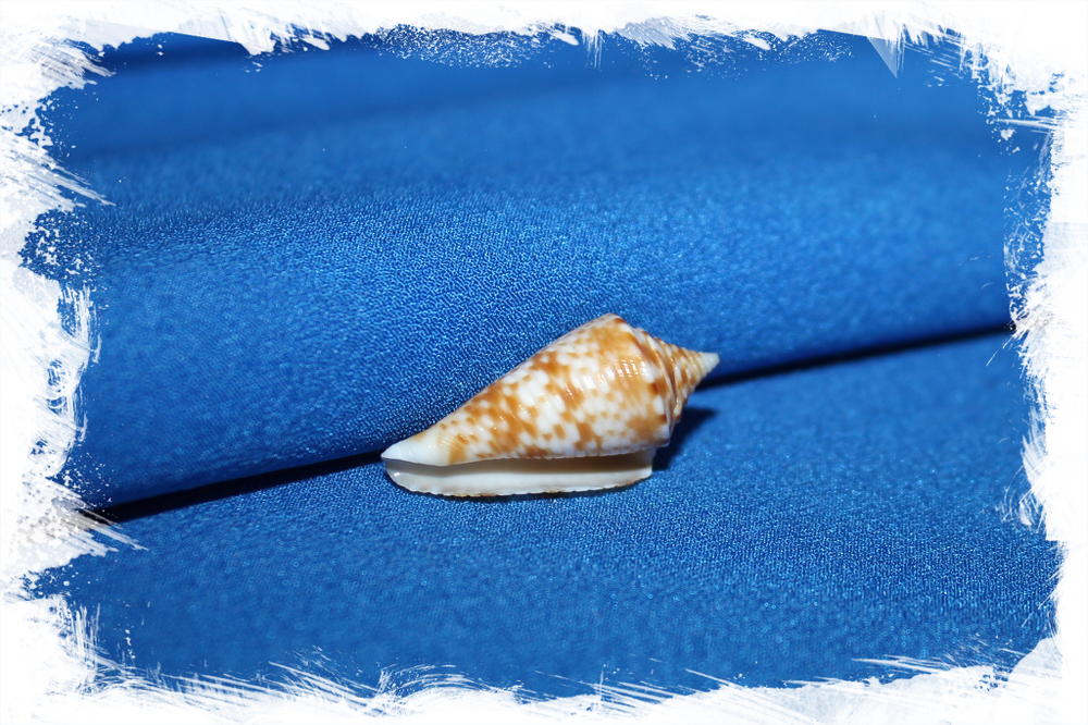 Конус мемиае (Conus memiae)