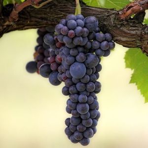 Бонарда (Bonarda) - красные сорта винограда