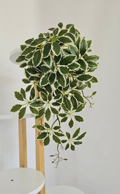 Шеффлера 1+1 / Арт 4238