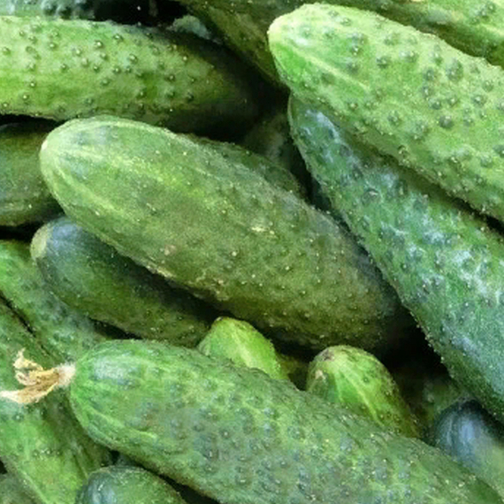 САТИНА F1 семена огурца Nunhems отзывы – фото 4