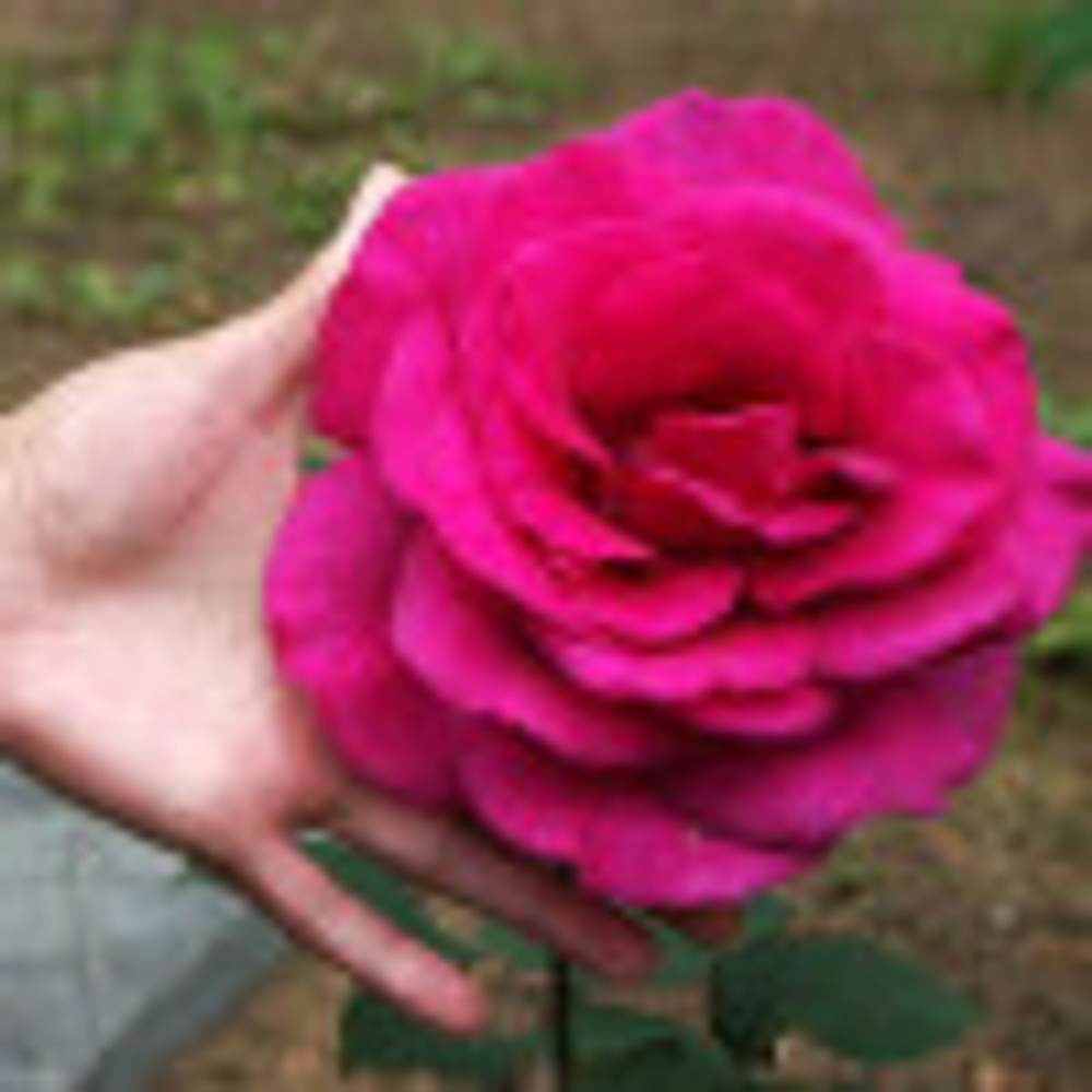 ПАРОЛЕ (Parole)