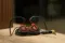 64 Audio U18t