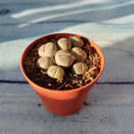 Lithops sp. (Литопсы)