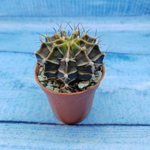 Gymnocalycium Friedrichii (Гимнокалициум)