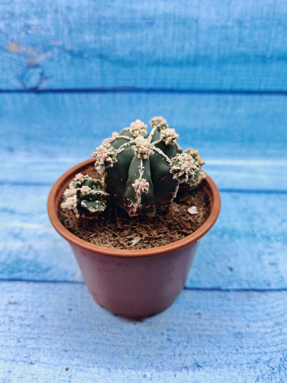 Astrophytum Myriostigma "Hakujo Fukuryu" (Астрофитум)