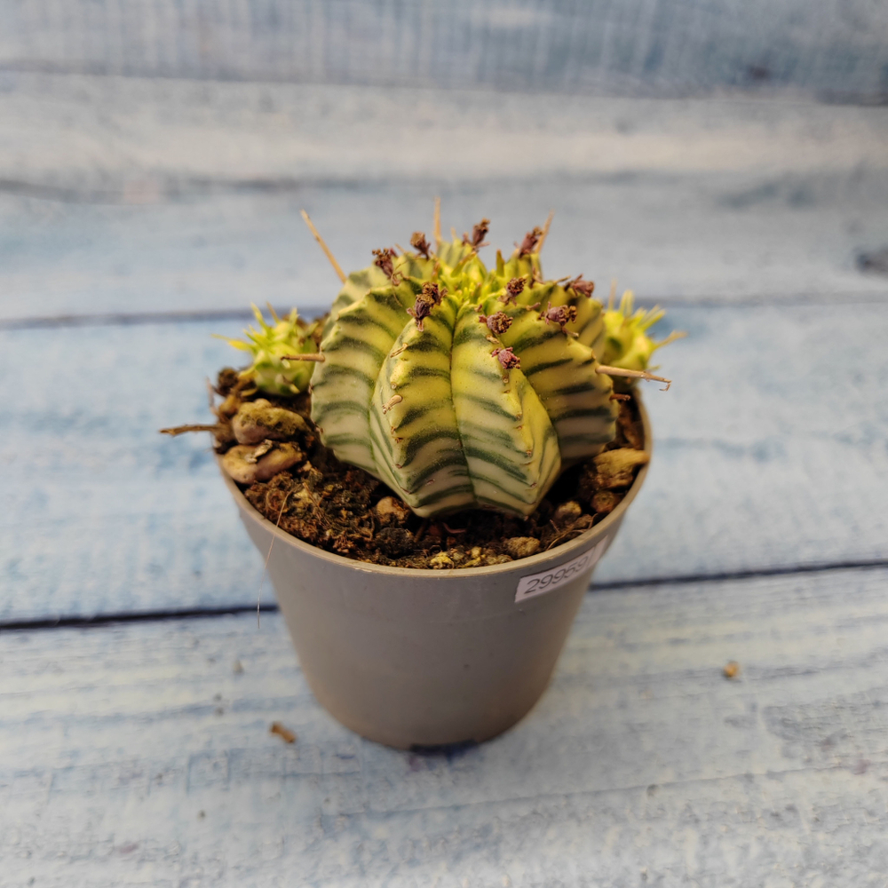 Euphorbia meloformis f. Variegated (Эуфорбия вариегатная)