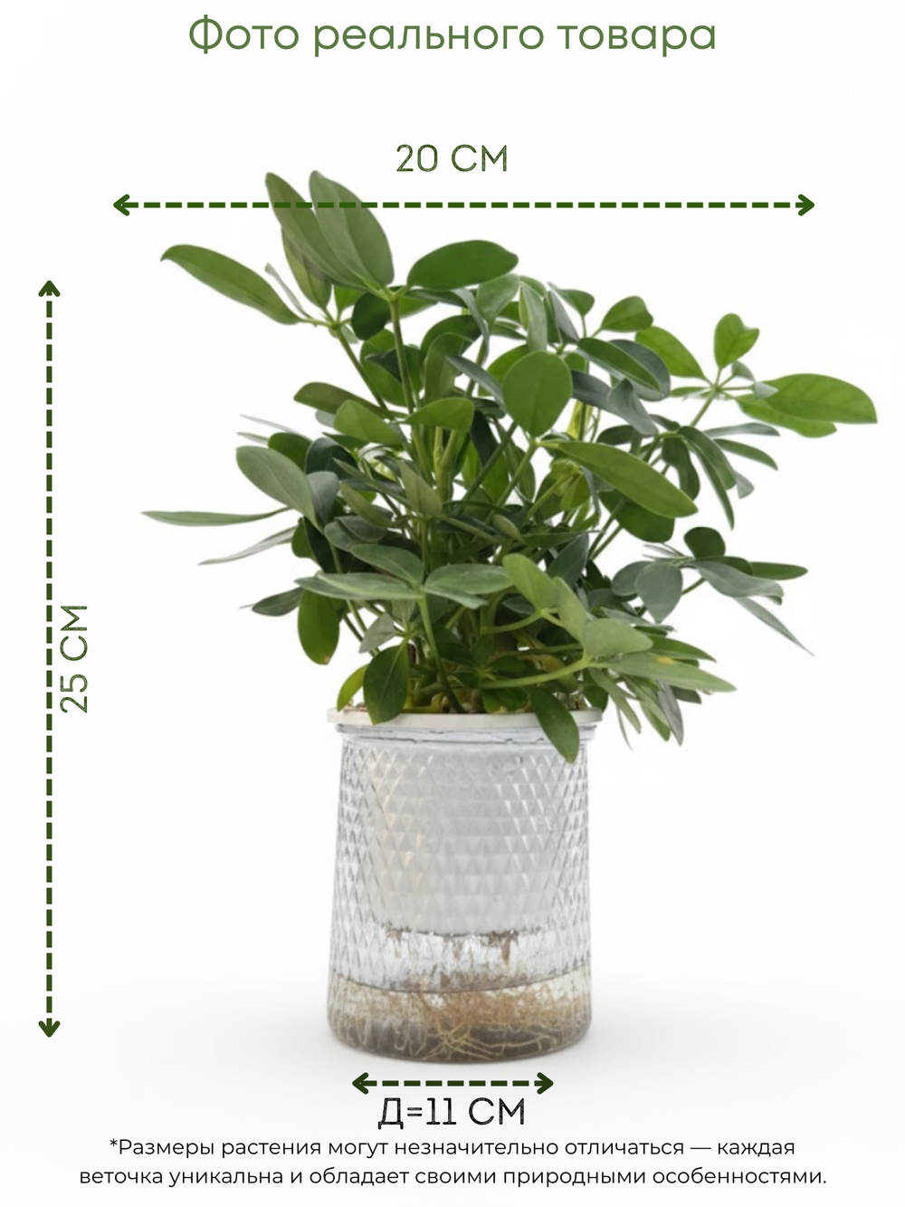 Шеффлера д.11, в горшке с автополивом