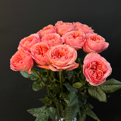 Роза пионовидная Pink Expression 65 см 1 шт