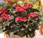 Black Diamonds After Midnight /Блэк Даймондс Афтер Миднайт (Стандарт поставки Р9)2025г.