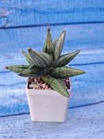 Sansevieria Rocky Crown (Сансевиерия)