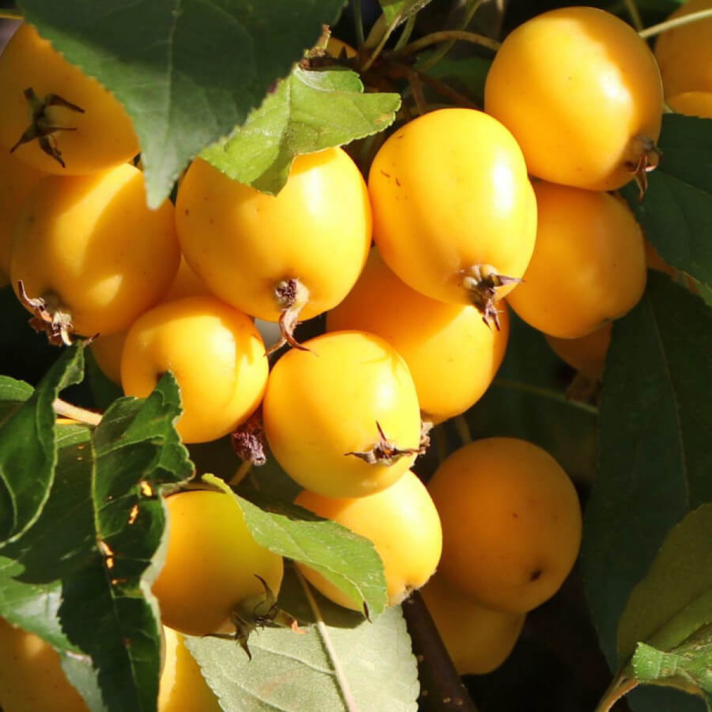 Яблоня Китайка золотая летняя