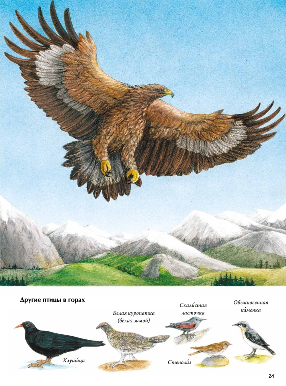 Книга о птицах. BIObook А. Толмачёва