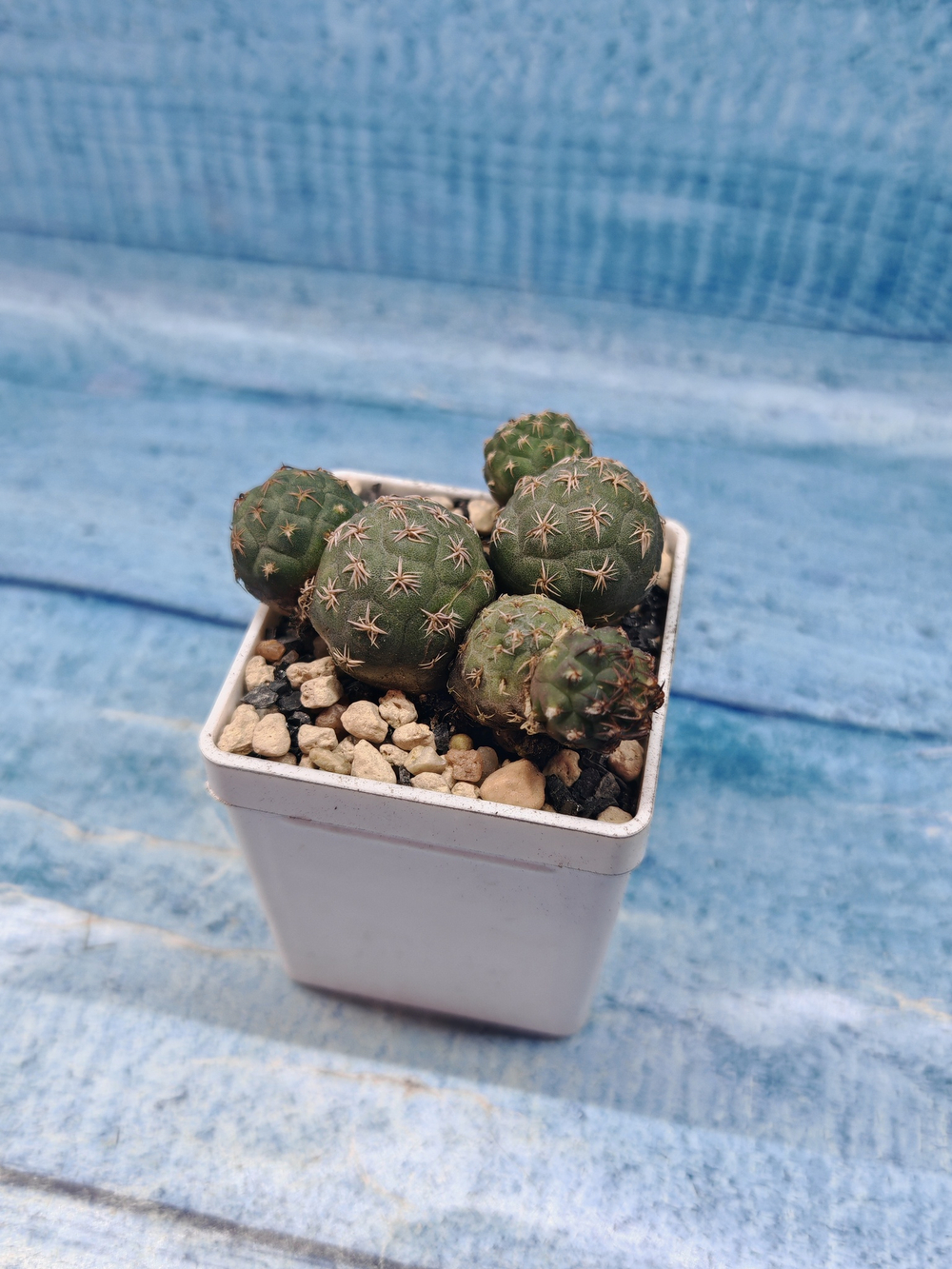 Puna Bonnieae (Пуна)