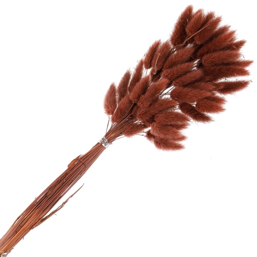 Сухоцветы ЛАГУРУС 65см 34гр ТЕМНО-КОРИЧНЕВЫЙ