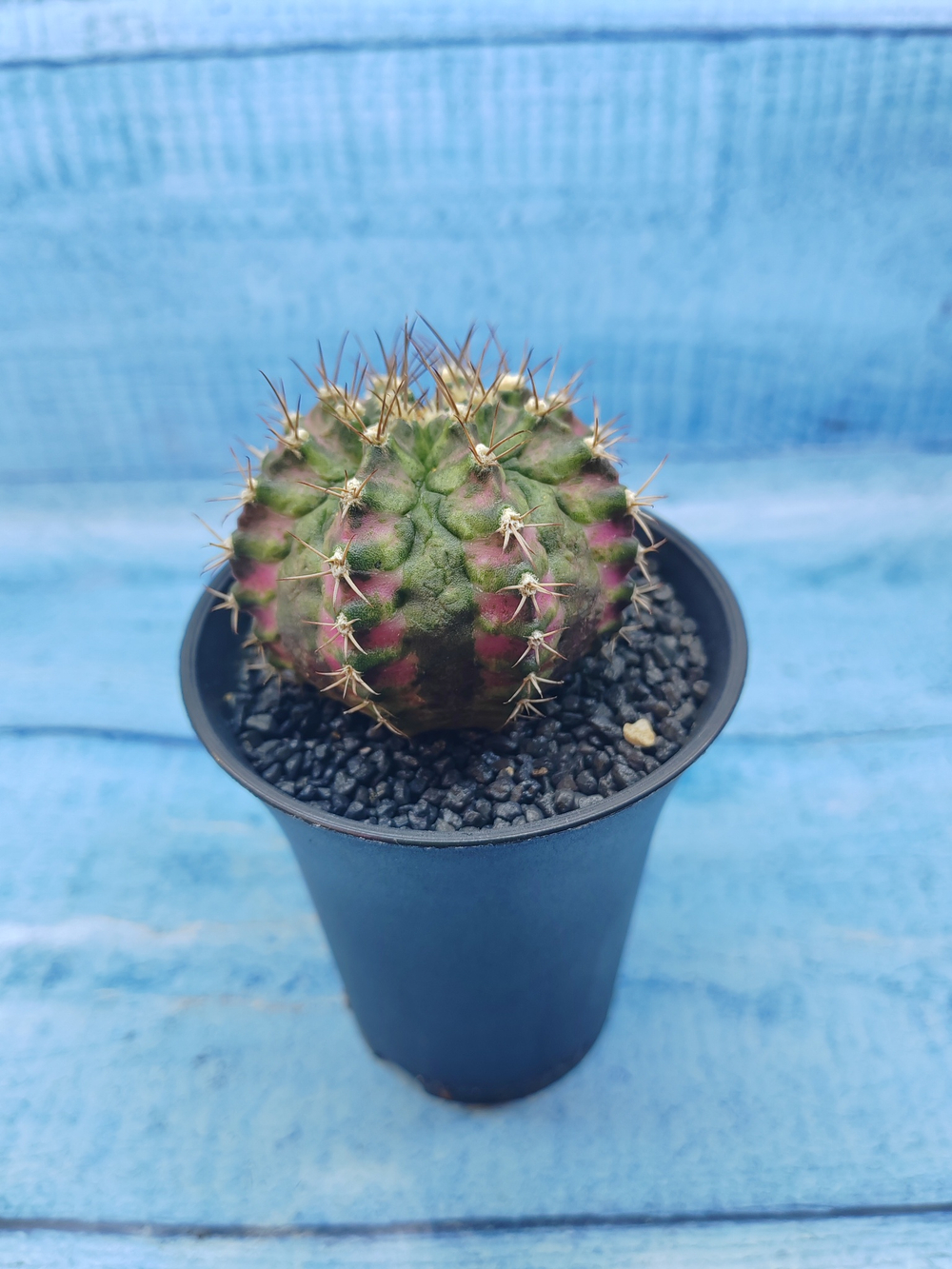 Gymnocalycium T-Rex Pink hybride (Гимнокалициум T-rex)