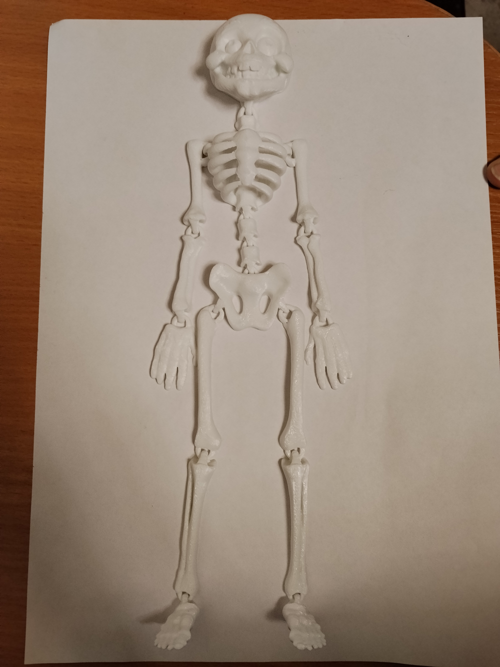 3Д Подвижной скелет.