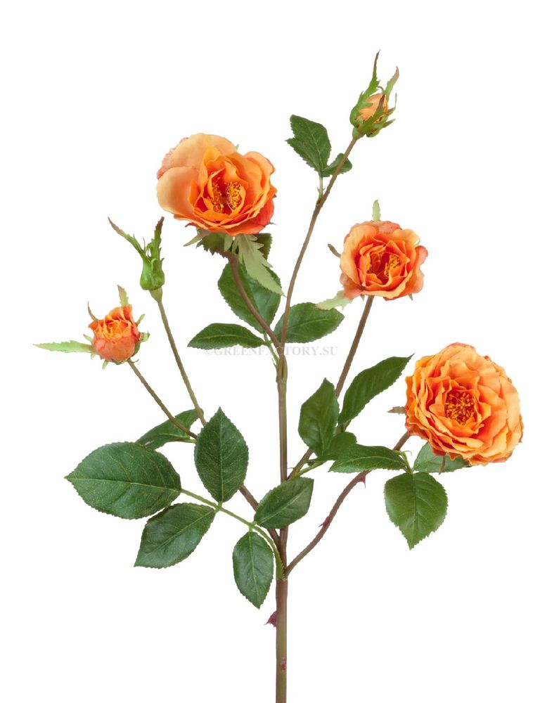 Роза Вайлд ветвь персиково-оранжевая