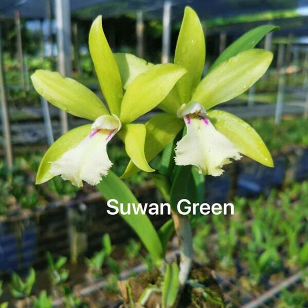 Орхидея ринхобрассолея RBY. SUWAN GREEN