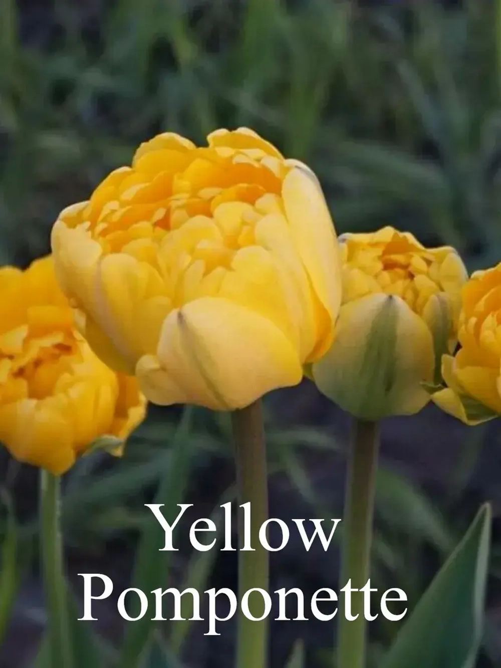 Тюльпаны Yellow Pomponette 4 шт, набор луковиц