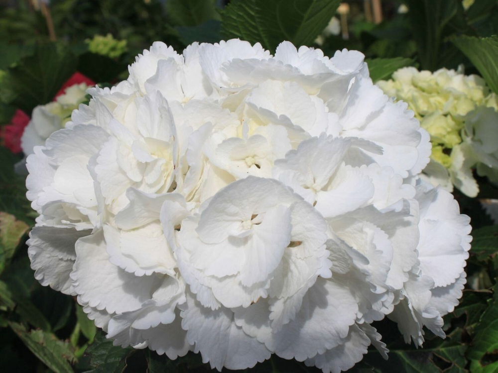 «Шнеебол» (Hydrangea macrophylla «Schneeboll») август 2025 г.
