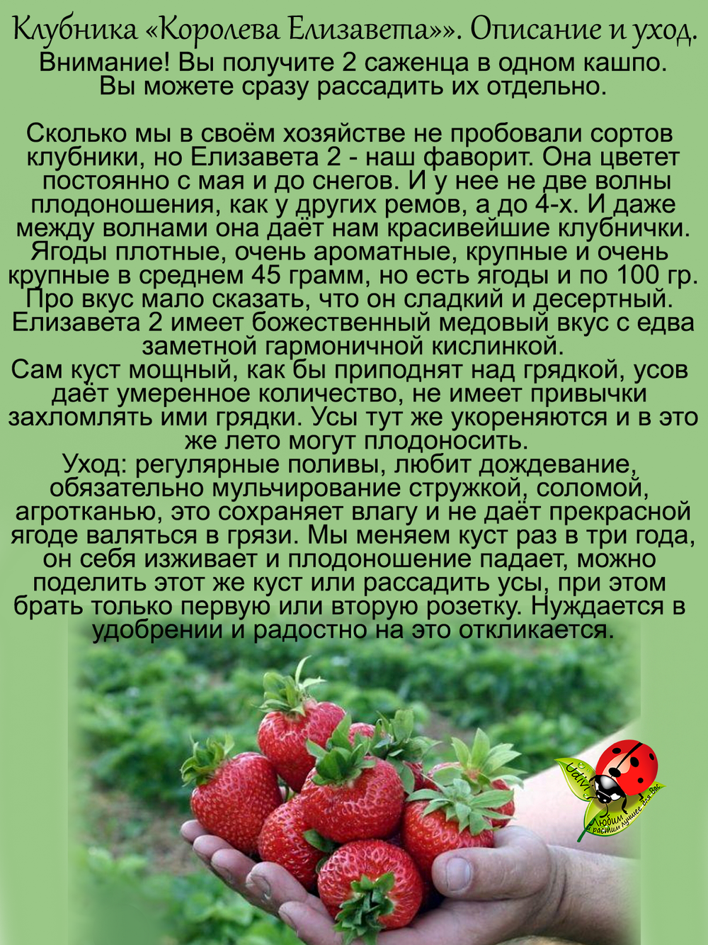 Клубника Королева Елизавета два саженца