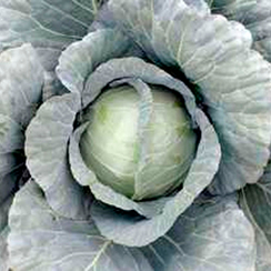 ГОЛДЕНСЛАМ F1 семена капусты белокочанной (Sakata | Саката)