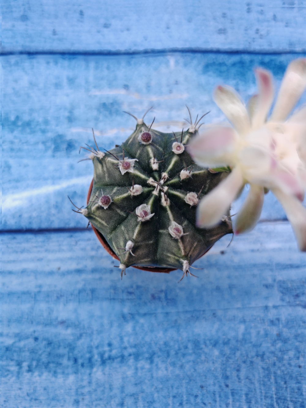 Gymnocalycium Friedrichii (Гимнокалициум)