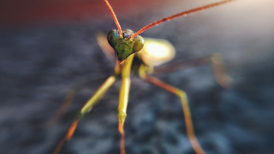 Макросъемка на смартфонах: лучшие модели с ультра-близким фокусом в 2026 году