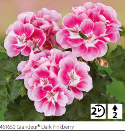 Пеларгония