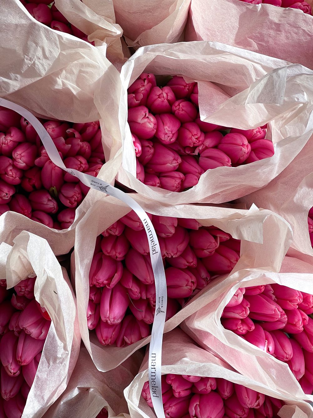 Тюльпаны классика - ярко-розовый цвет