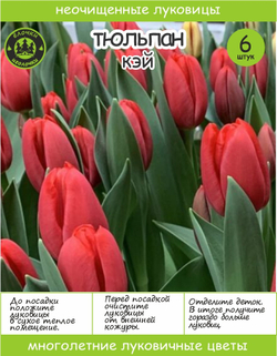 Тюльпан Луковица, Кэй 6 шт, 