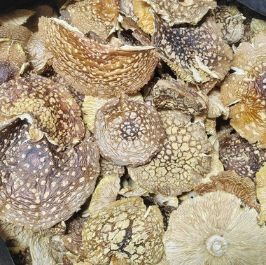 Мухомор королевский нестандарт 2025