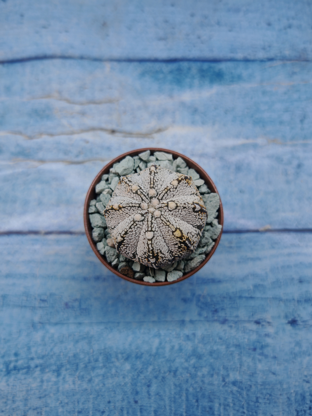 Astrophytum Asterias "Super Kabuto" (Астрофитум)