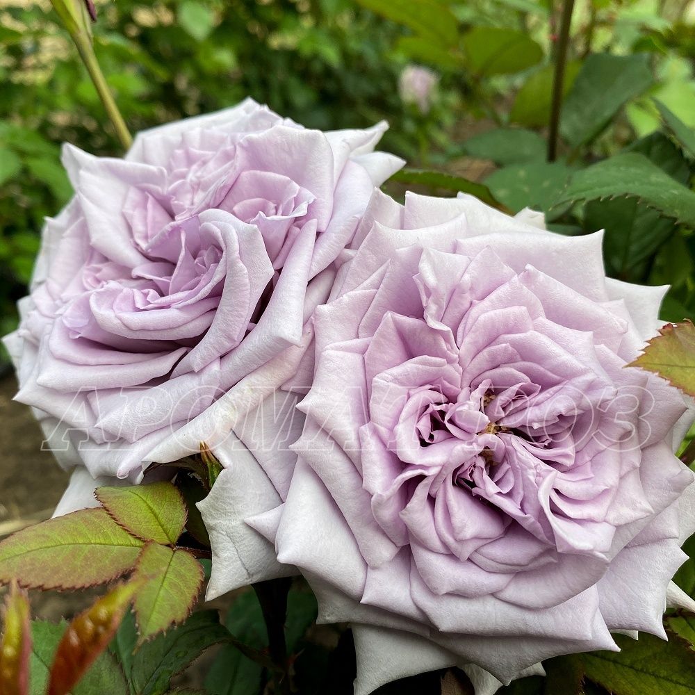 Шато Мертию (Chateau Myrtille)