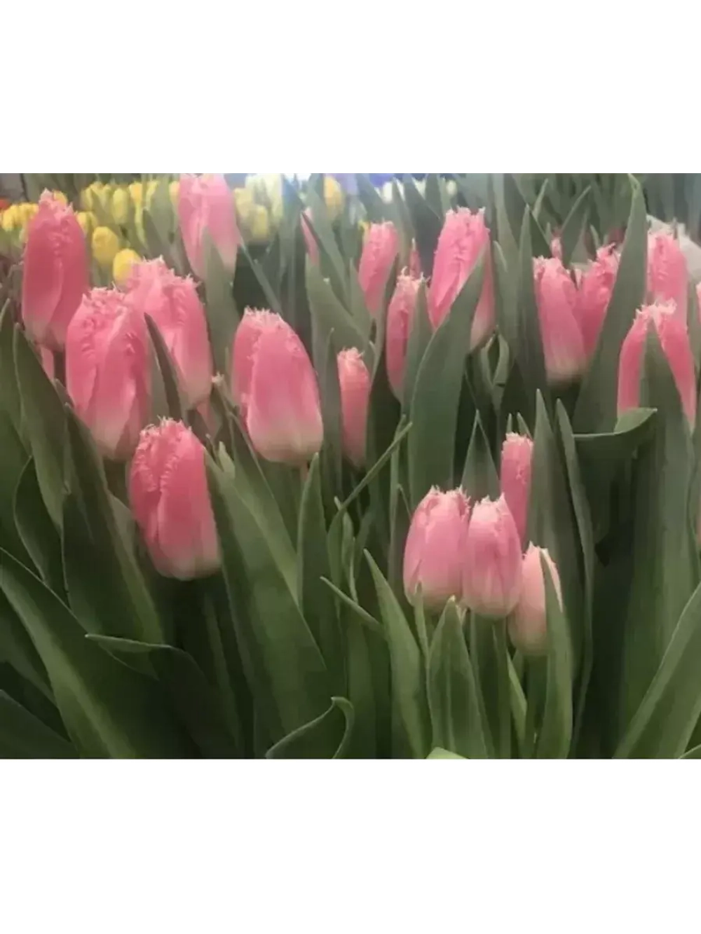 Тюльпаны пионовидные ,луковицы ZANZIBAR розовые (4 штуки)