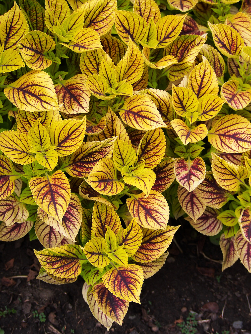 Колеус Gays Delight