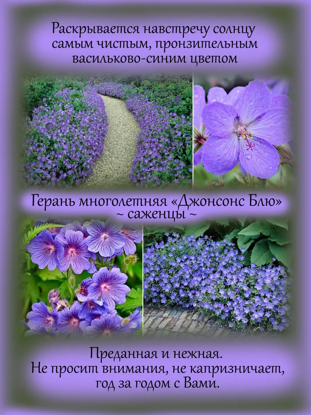 Герань Джонсонс Блю многолетняя