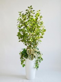 Бересклет с марантой в высоком белом кашпо