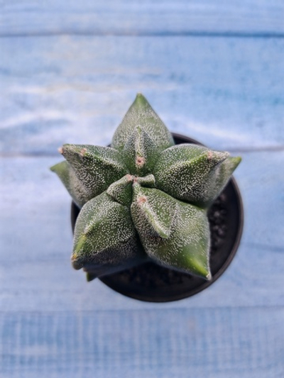 Astrophytum Myriostigma monstrosa (Астрофитум)