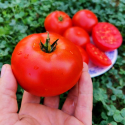 Помидоры Матушка Царица - Mother Queen Tomato