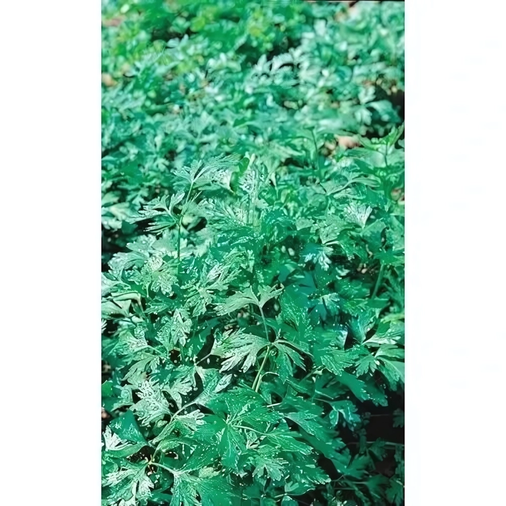 Семена Петрушка Бутербродная - листовая (Марс) Б/П