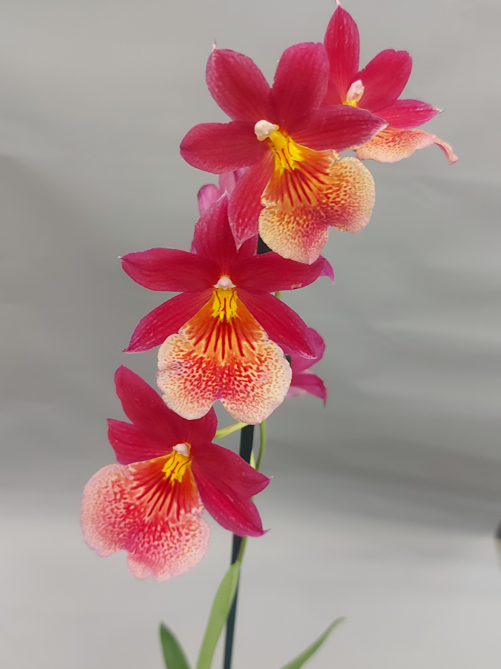 Орхидея Камбрия 12/55