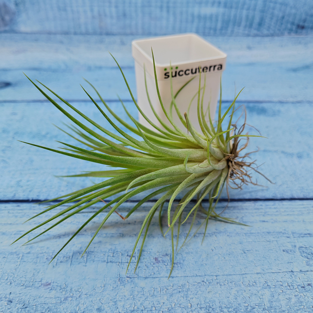 Tillandsia Ionantha (Тилландсия)