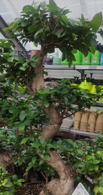 Бонсай фикус, диаметр 35 см