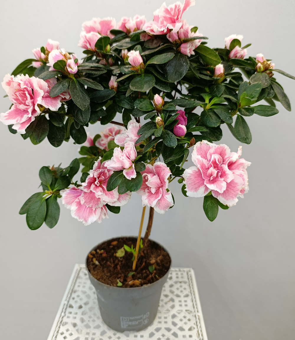 Азалия на стволе