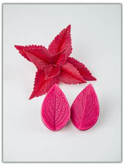 Колеус. Сорт 2