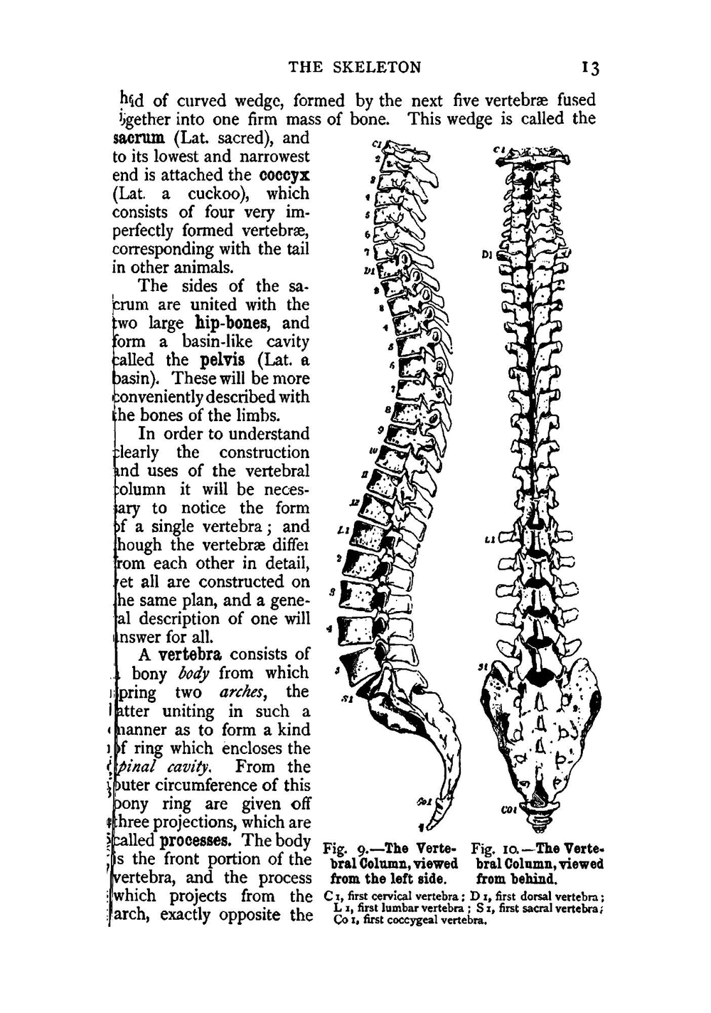 Human physiology | William S. Furneaux