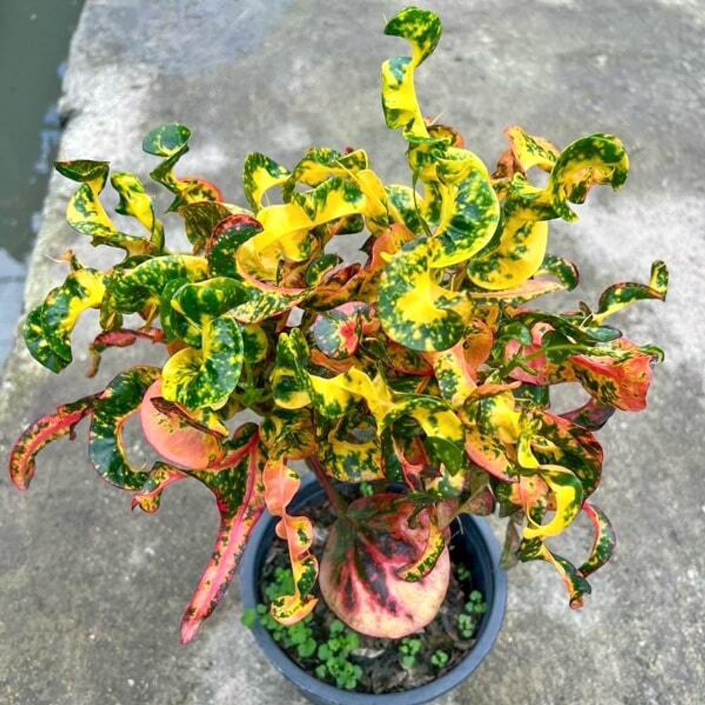 Кротон MUSHU DRAGON – HEY RA (V48)