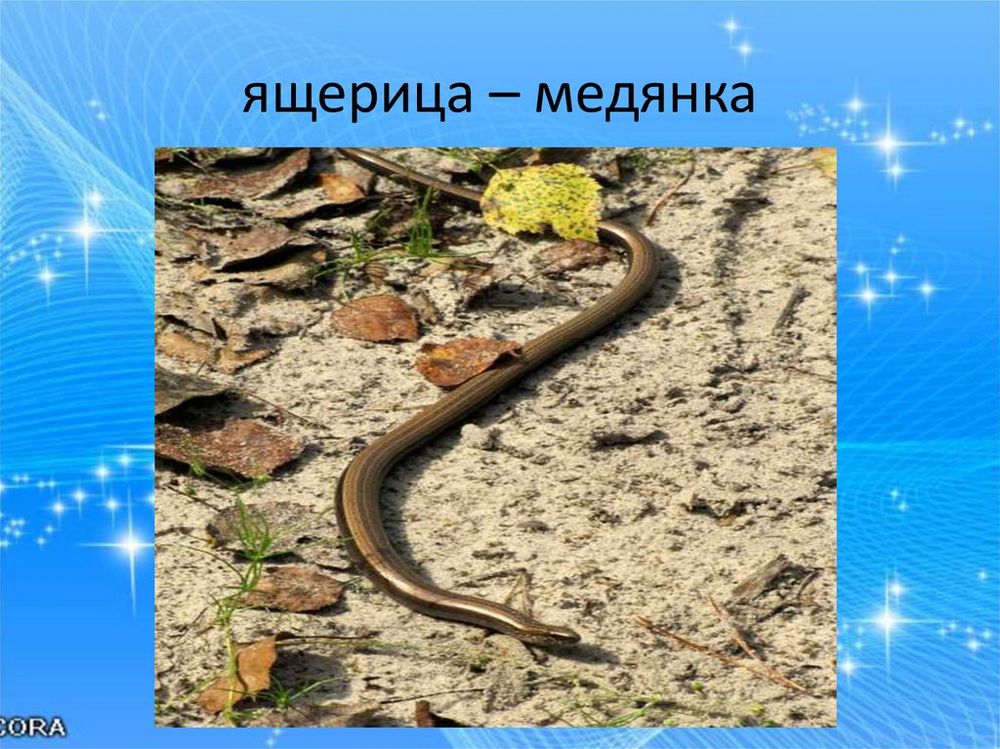Влажный препарат Ящерица — купить по ФГОС | Учебный стандарт